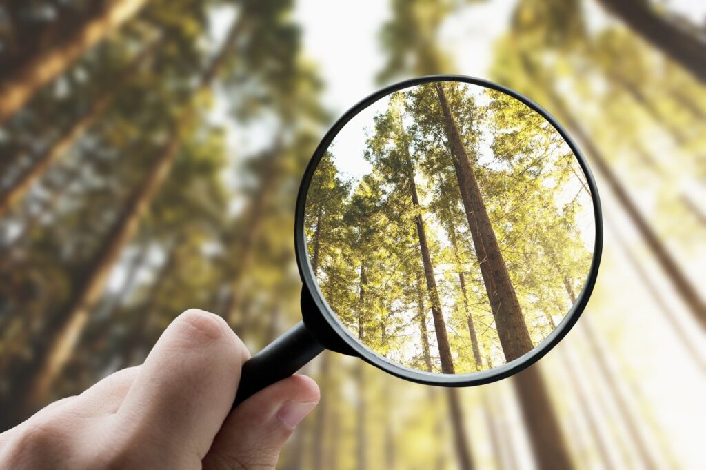 forest trees under magnifying glass to depict monitoring in families